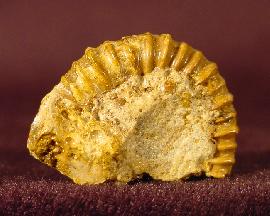 Spiroceras orbignyi (BAUGIER & SAUZ 1843) - Bild © FossNet FossilienStore